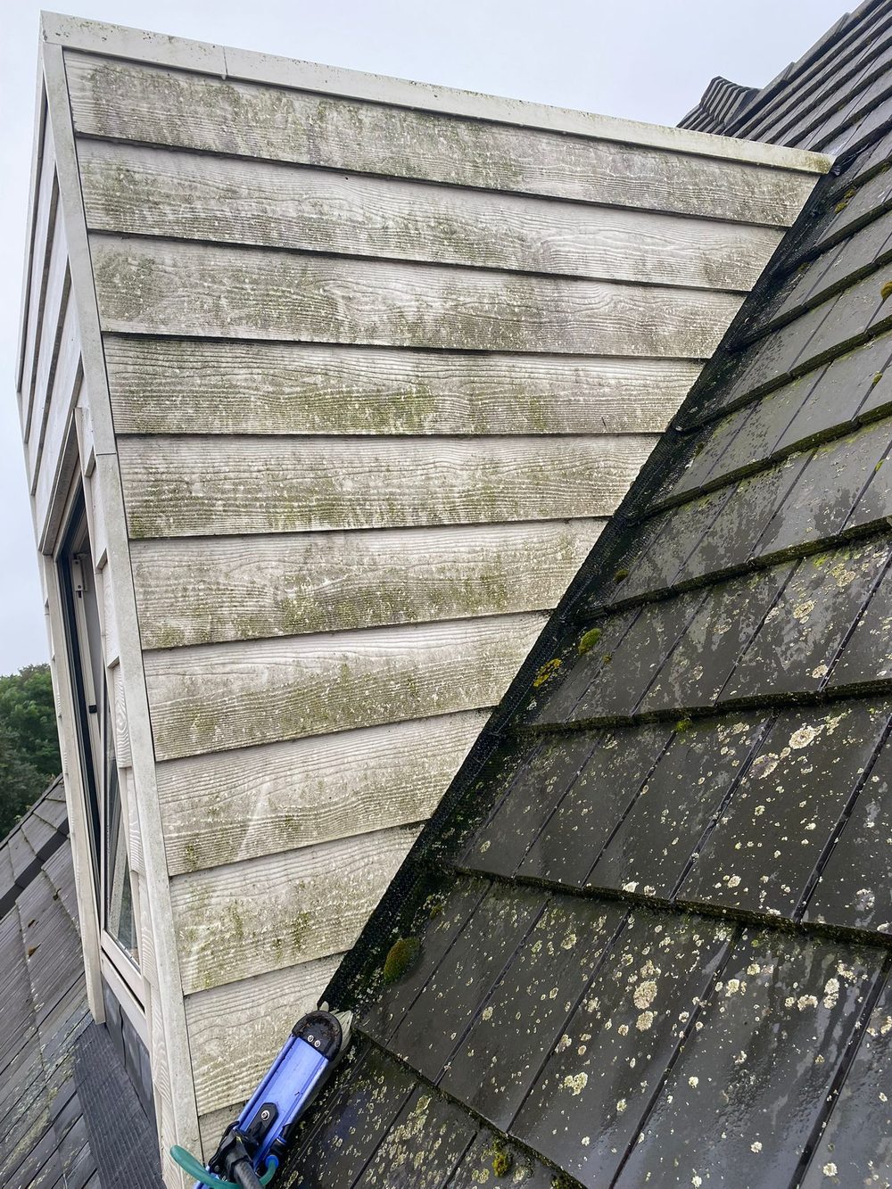 Dakkapel met siding vol groene aanslag